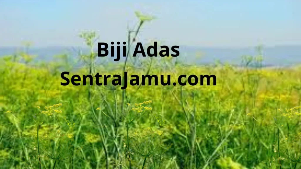 manfaat tanaman adas