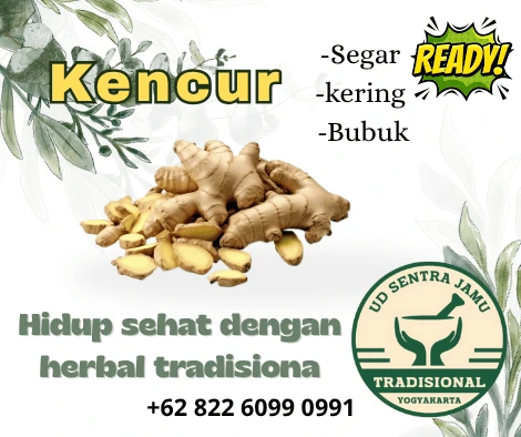 Distributor Kencur Termurah & Terlengkap – UD Sentra Jamu