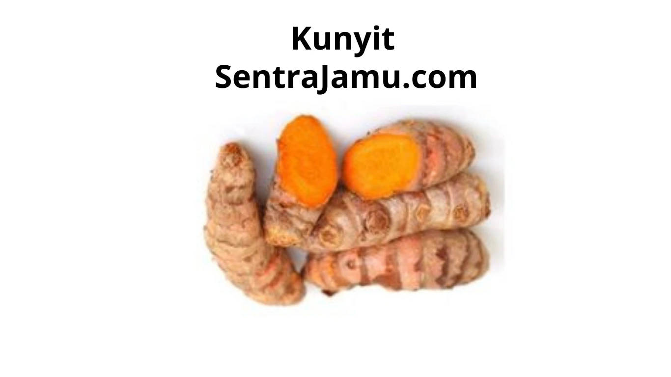 distributor kunyit terpercaya harga grosir