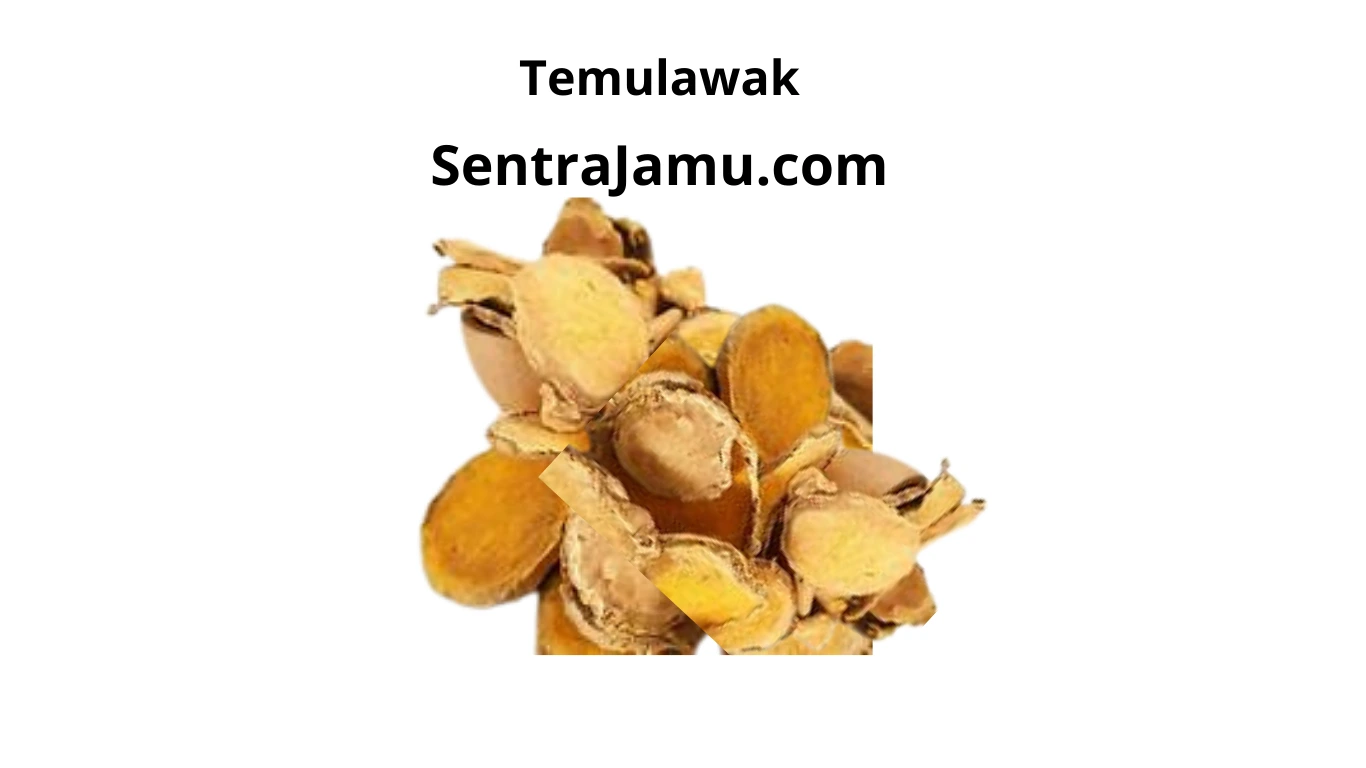 supplier temulawak asli jogja