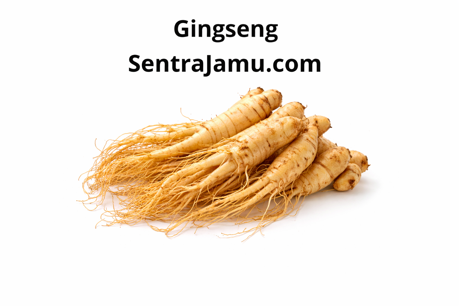 Supplier Ginseng Berkualitas – Standar Premium untuk Industri Herbal